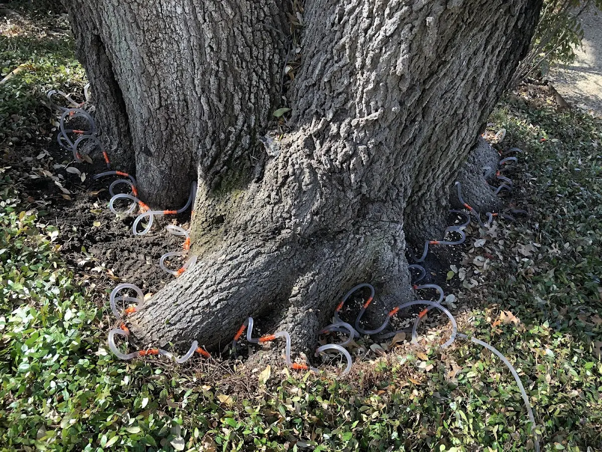 Detailed Tree Cabling and Bracing job site in Jamesport