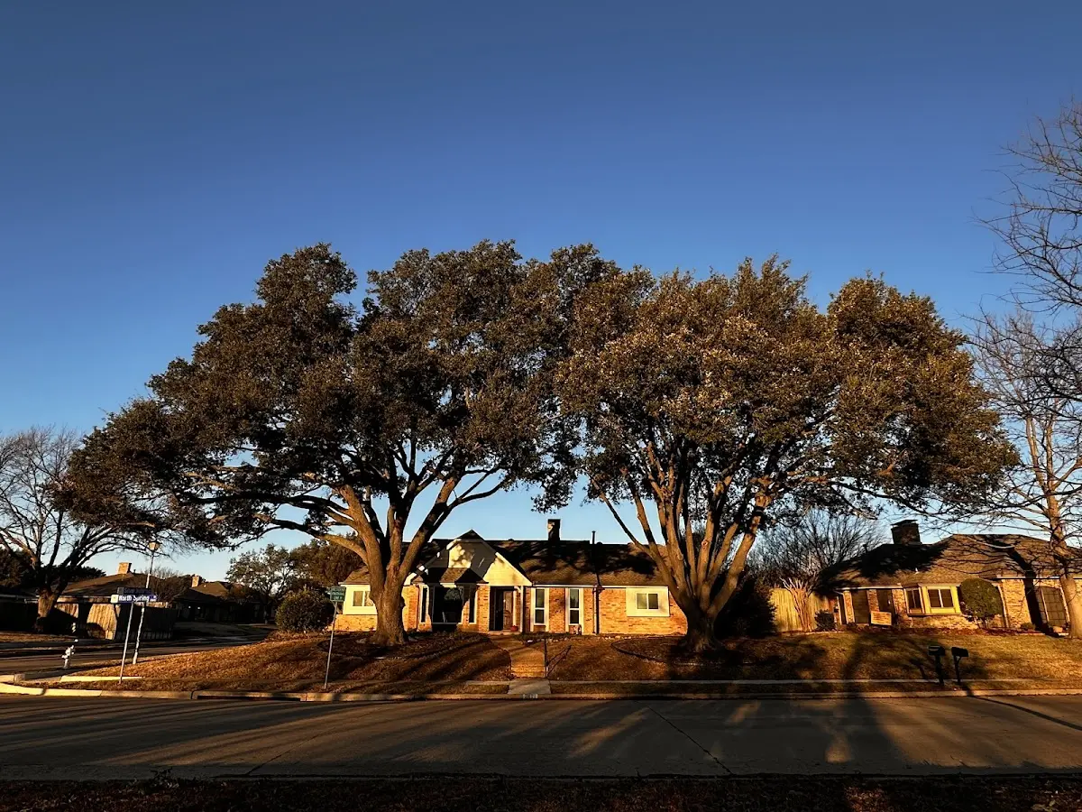 Established residential canopy tree shading a home in Jamesport